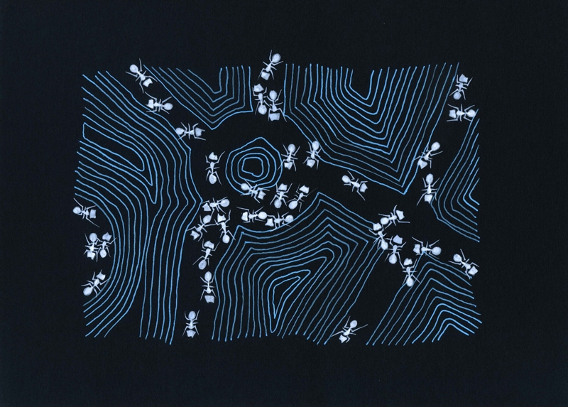 Trophallaxis Chemistry OlgaDanelone